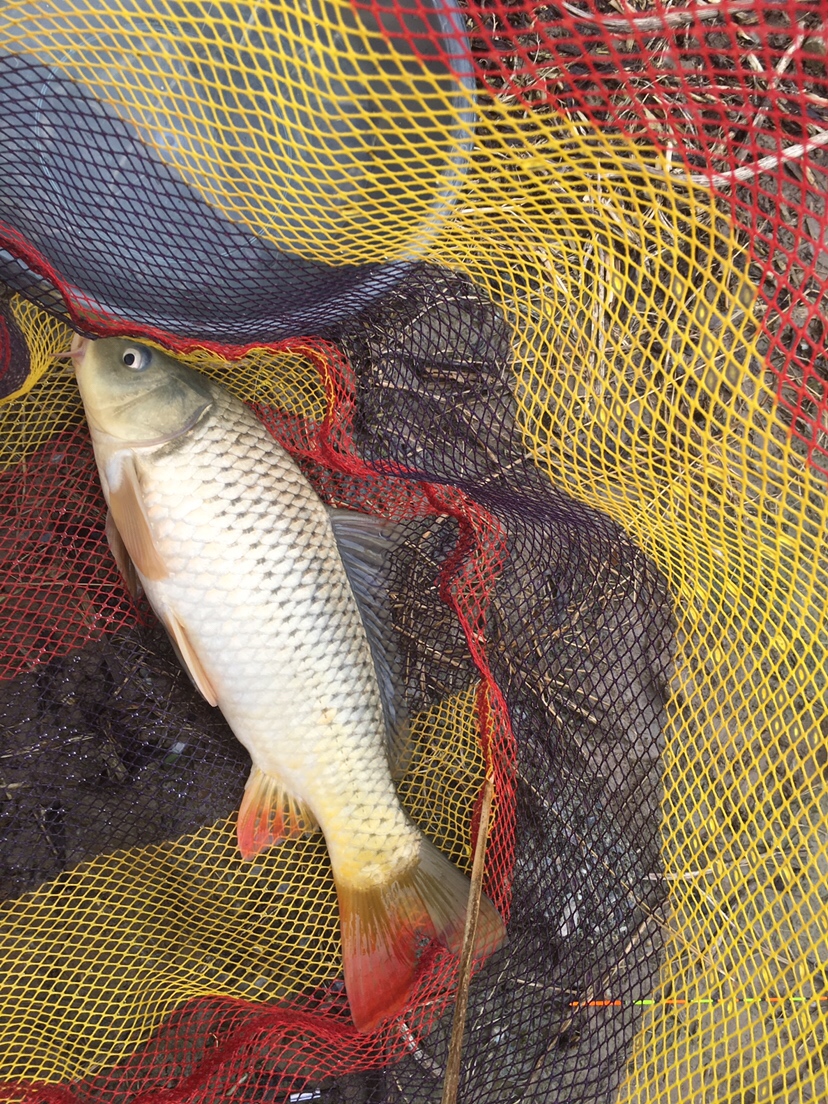 崇明钓昂刺,崇明岛野钓昂刺鱼