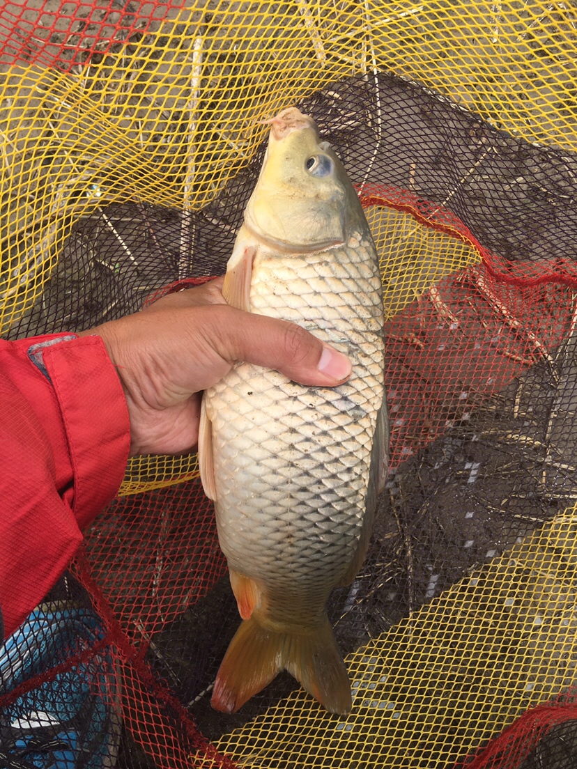 崇明钓昂刺,崇明岛野钓昂刺鱼