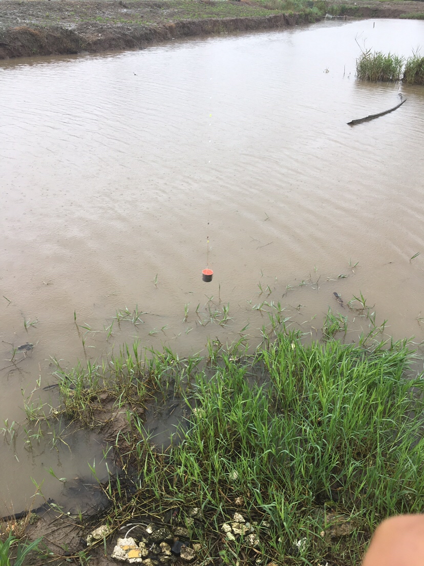 崇明钓昂刺,崇明岛野钓昂刺鱼