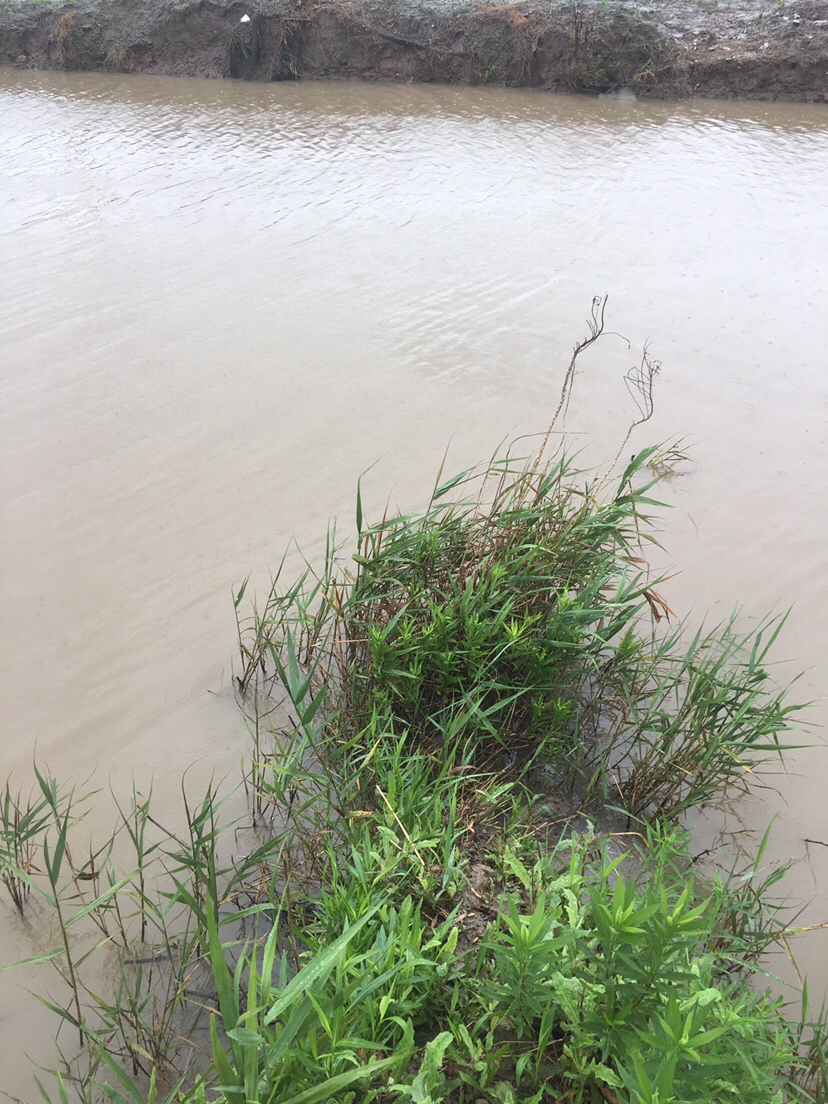 崇明钓昂刺,崇明岛野钓昂刺鱼