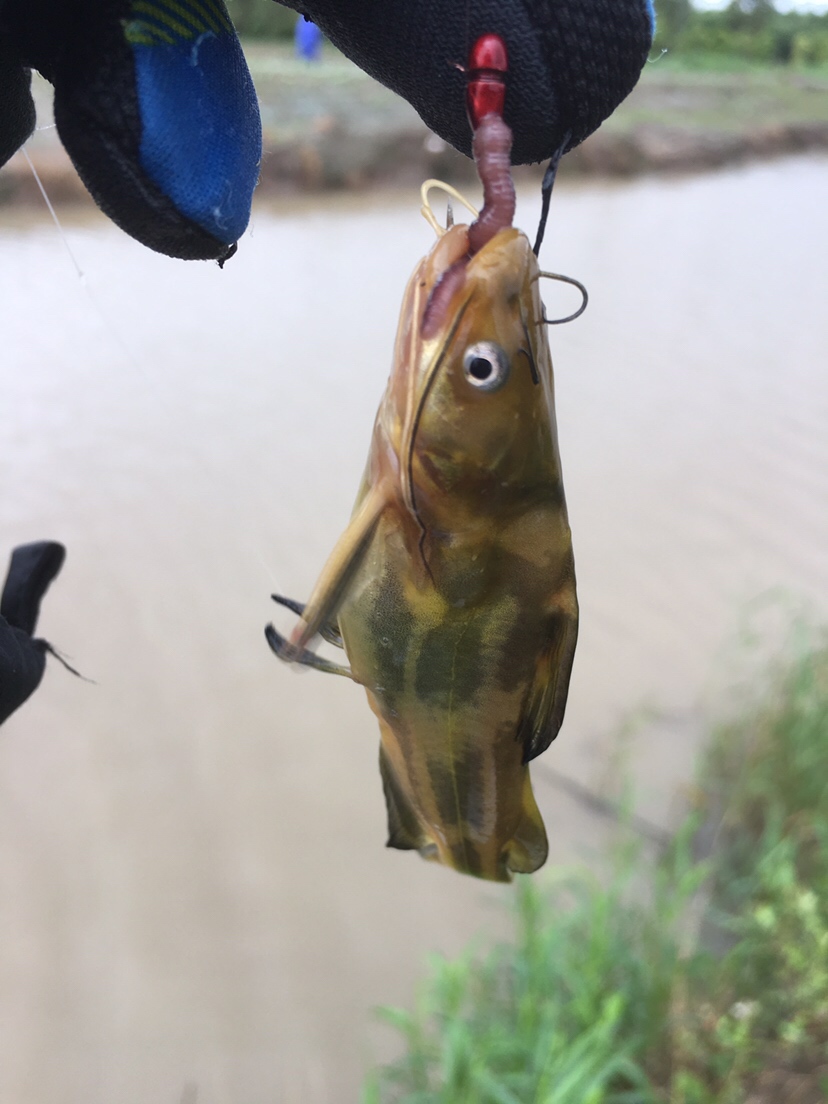 崇明钓昂刺,崇明岛野钓昂刺鱼