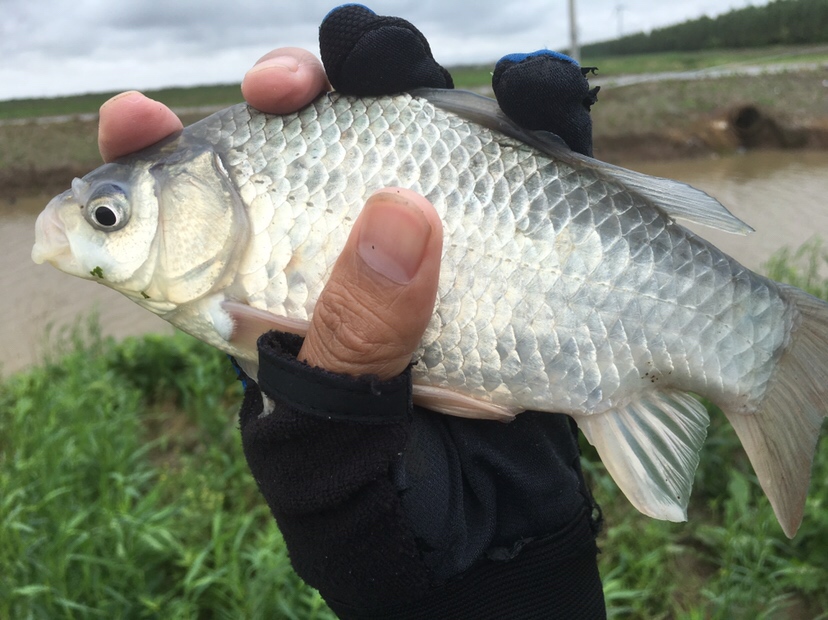 崇明钓昂刺,崇明岛野钓昂刺鱼
