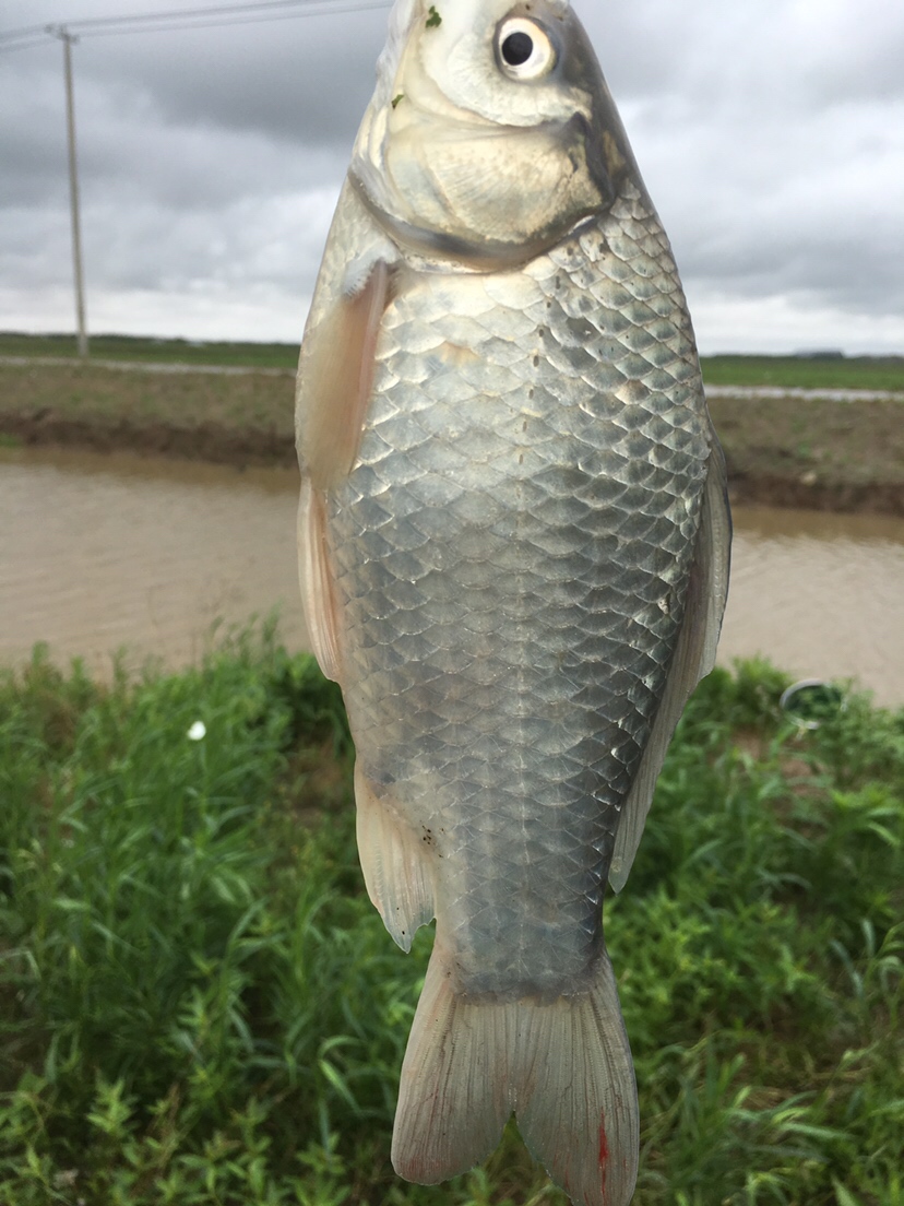 崇明钓昂刺,崇明岛野钓昂刺鱼