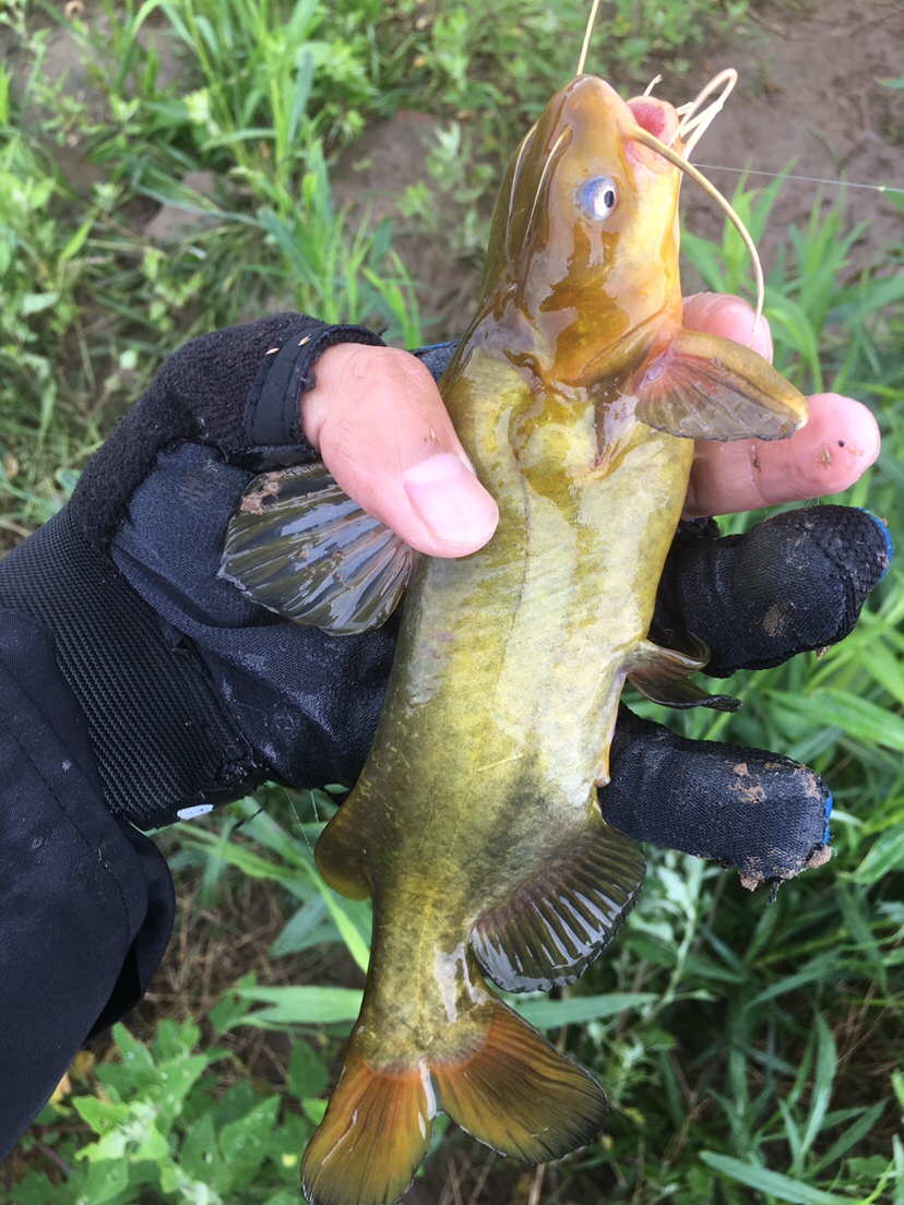 崇明钓昂刺,崇明岛野钓昂刺鱼