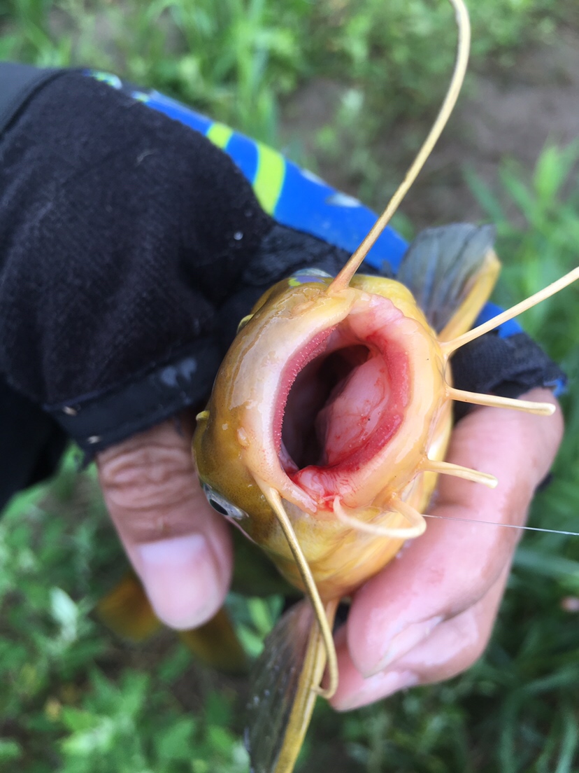 崇明钓昂刺,崇明岛野钓昂刺鱼