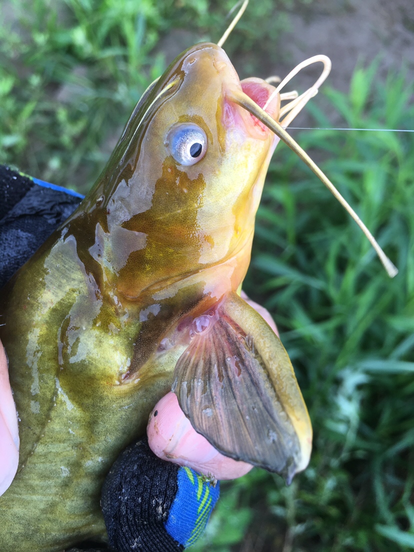 崇明钓昂刺,崇明岛野钓昂刺鱼