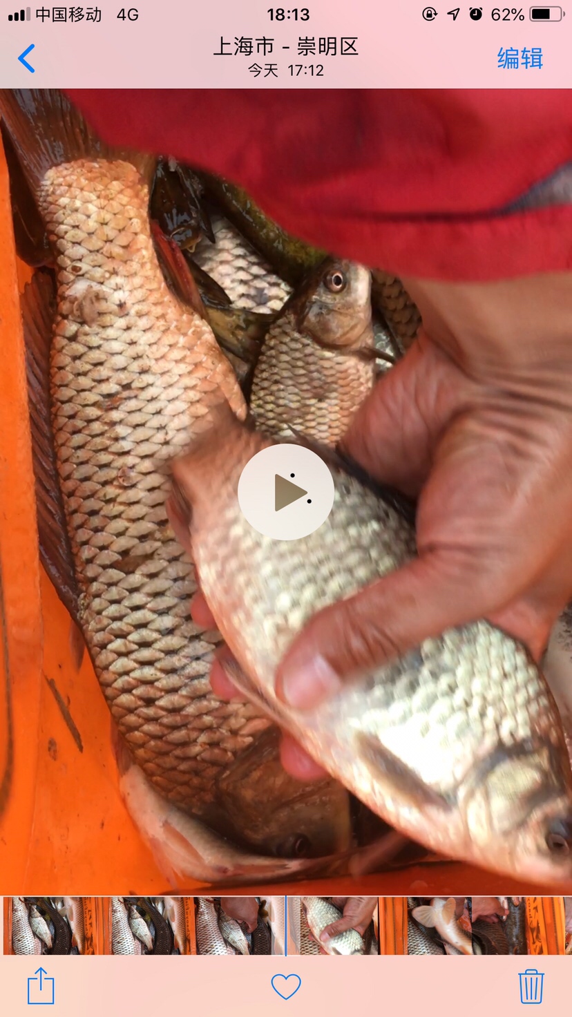 崇明钓昂刺,崇明岛野钓昂刺鱼