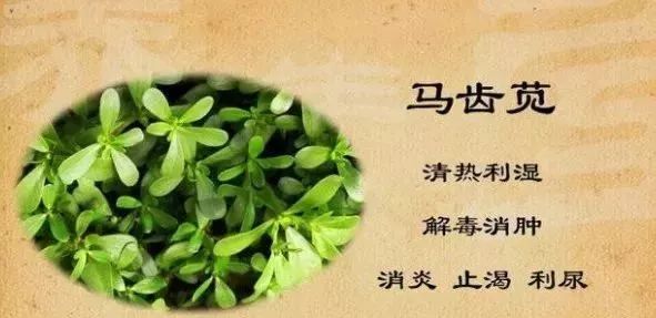 夏季清热解毒时令菜,四种盛夏当家菜清凉降火有奇效