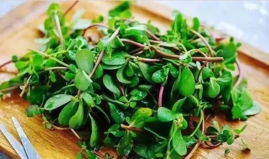 夏季清热解毒时令菜,四种盛夏当家菜清凉降火有奇效