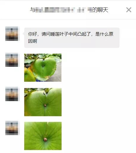 睡莲养护方法教程图解简易,睡莲养护技巧如何养护睡莲