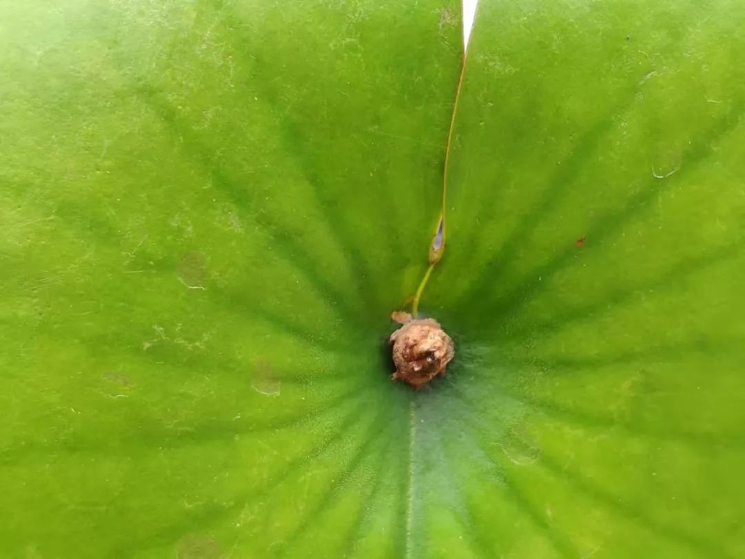 睡莲养护方法教程图解简易,睡莲养护技巧如何养护睡莲