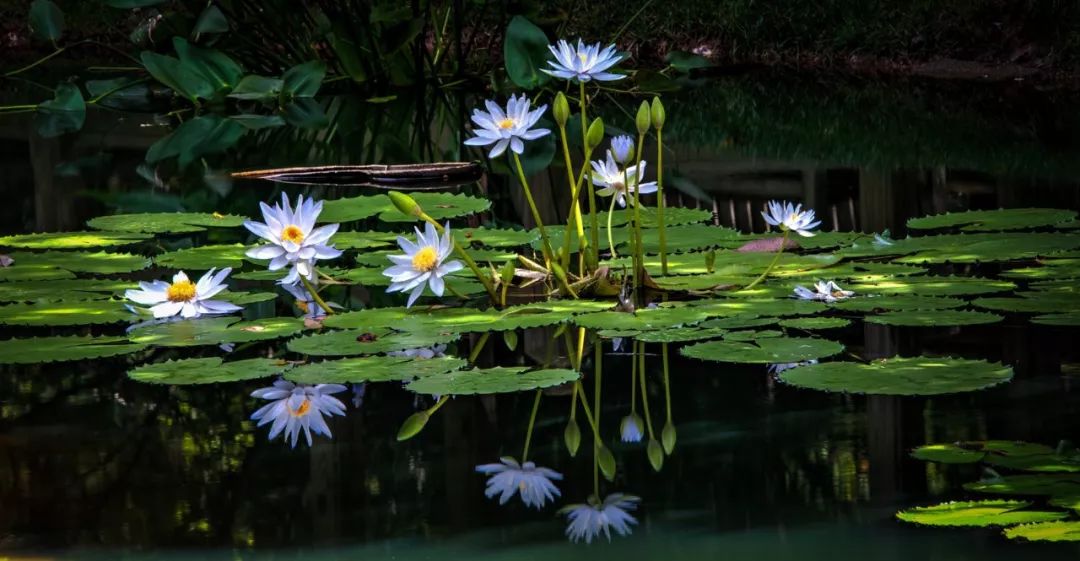 睡莲养护方法教程图解简易,睡莲养护技巧如何养护睡莲