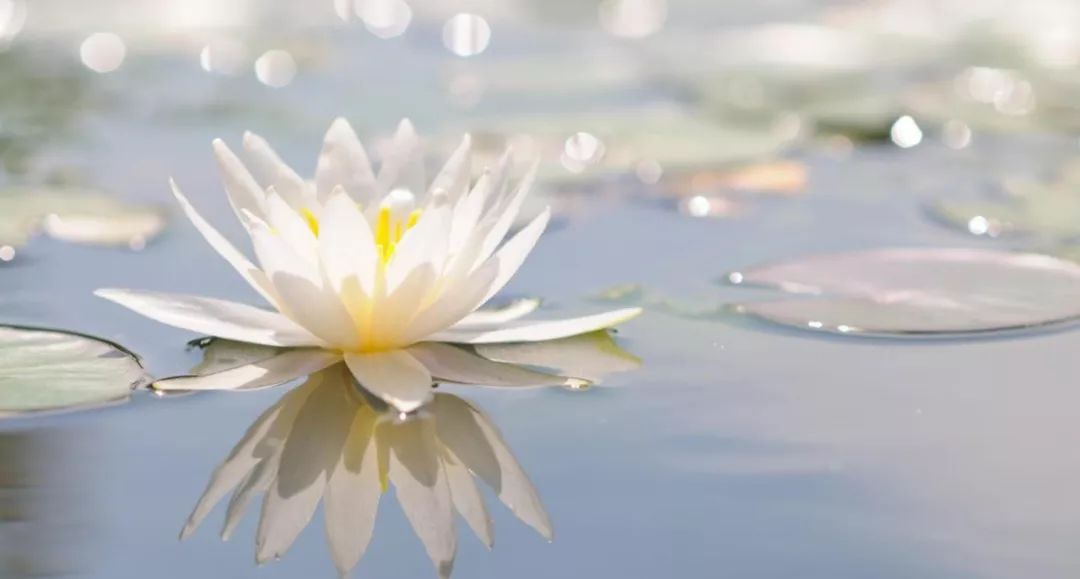 睡莲养护方法教程图解简易,睡莲养护技巧如何养护睡莲