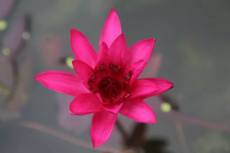 睡莲养护方法教程图解简易,睡莲养护技巧如何养护睡莲