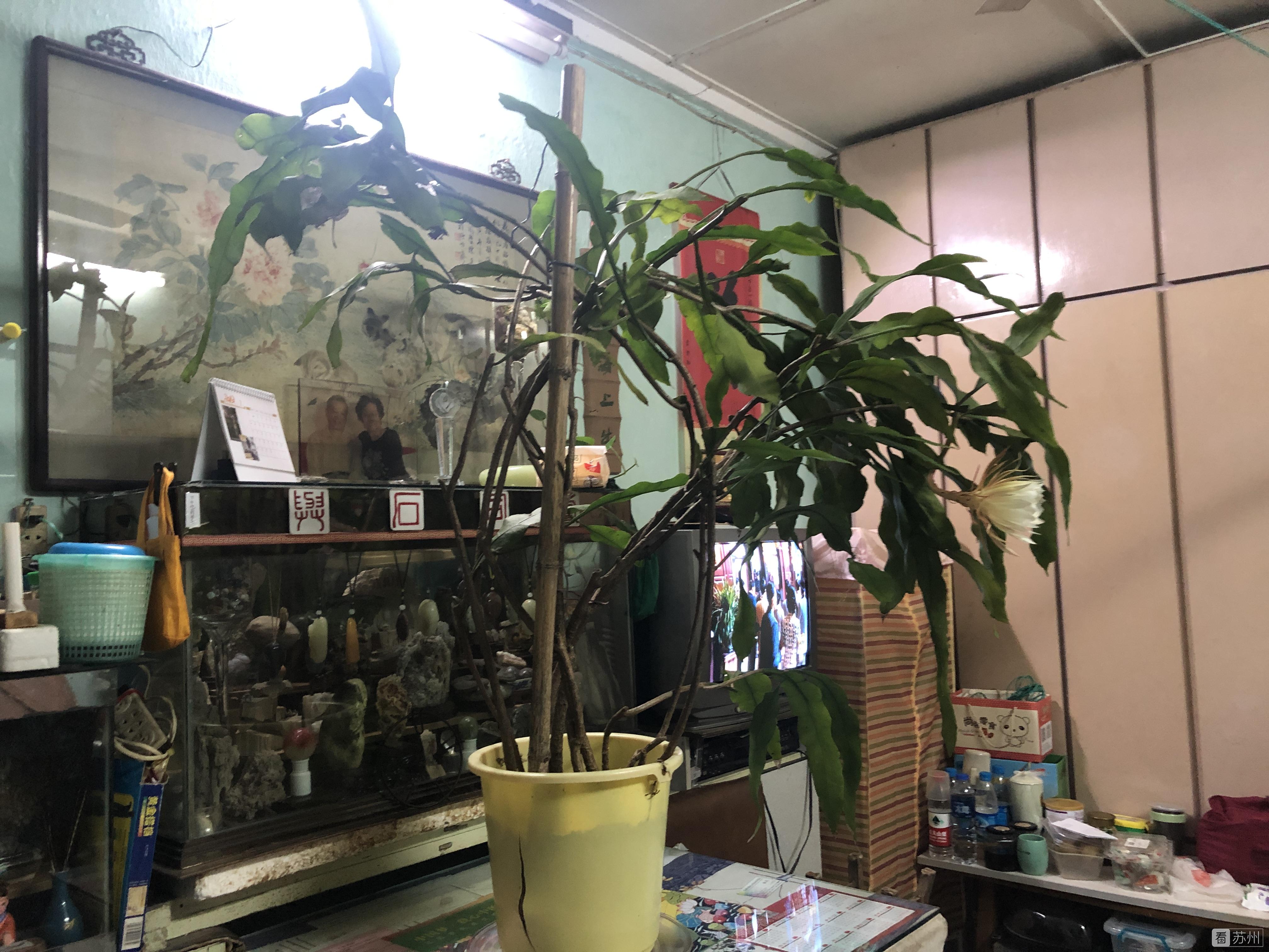 苏州老伯,苏州老伯视频