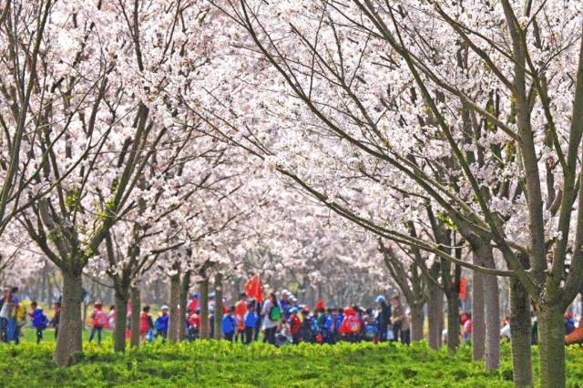 盐城相当于几个上海,上海和盐城有什么渊源