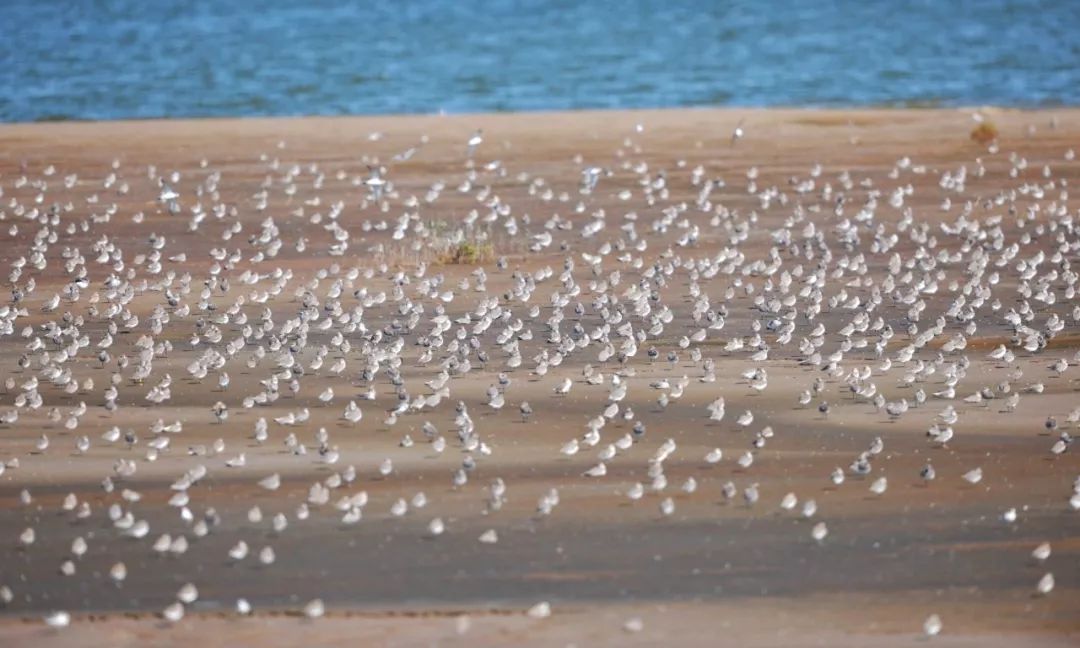 盐城相当于几个上海,上海和盐城有什么渊源