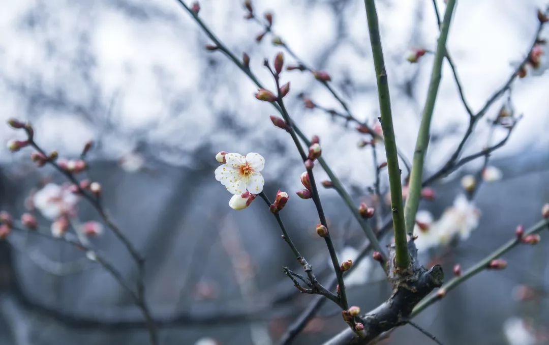 我国没有定国花吗,中国的国花定下了吗