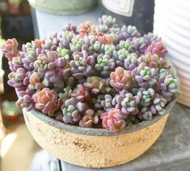 多肉怎么选泥土,多肉需要补充哪种肥料