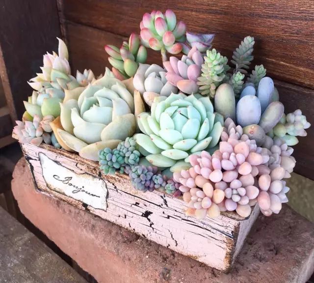 多肉怎么选泥土,多肉需要补充哪种肥料