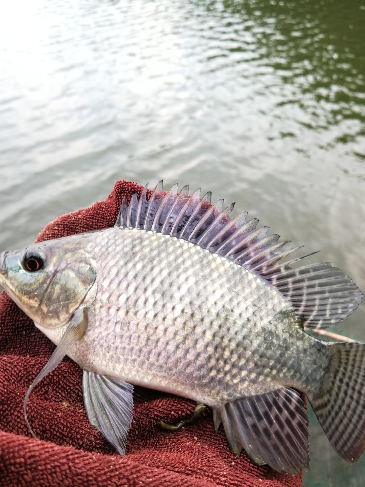 罗非的正确吃饵方法,钓罗非的心得和经验