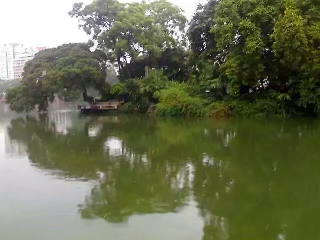 罗非的正确吃饵方法,钓罗非的心得和经验