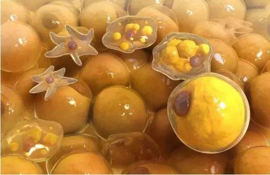 麻范儿好物|日本“吸油圣斗士”,1天1条,7天瘦出小蛮腰!酸酸甜甜,比果冻还好吃