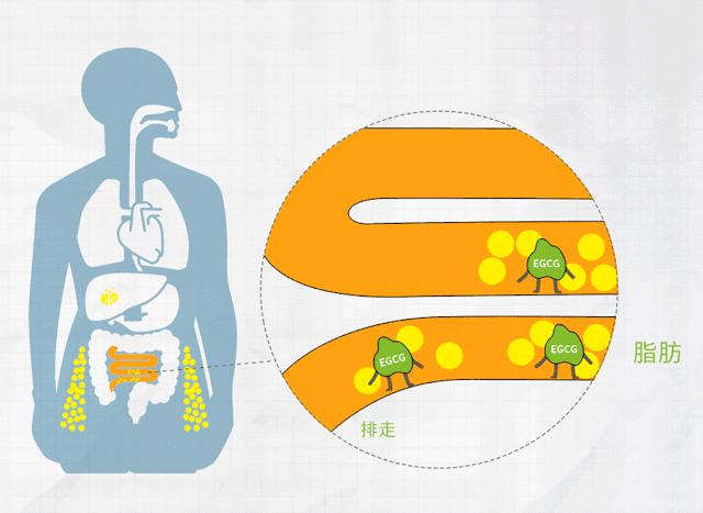 麻范儿好物|日本“吸油圣斗士”,1天1条,7天瘦出小蛮腰!酸酸甜甜,比果冻还好吃