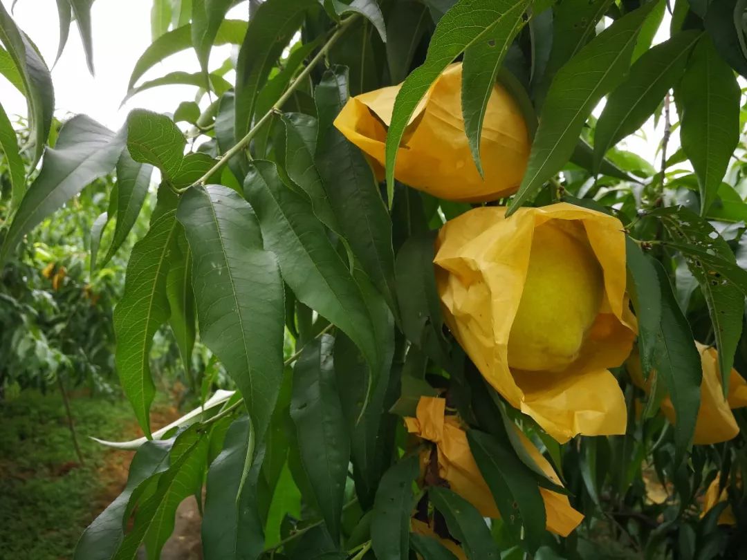 黄桃熟了欢迎朋友们过来品尝采摘,黄桃成熟了欢迎你来品尝采摘