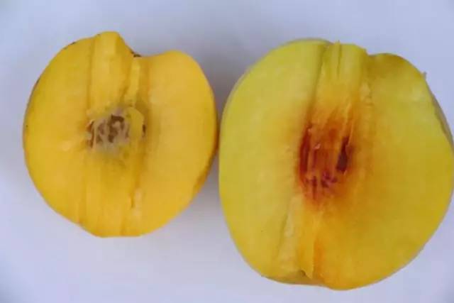 黄桃熟了欢迎朋友们过来品尝采摘,黄桃成熟了欢迎你来品尝采摘