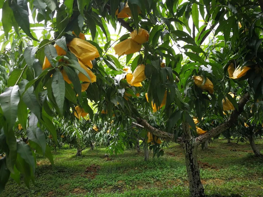 黄桃熟了欢迎朋友们过来品尝采摘,黄桃成熟了欢迎你来品尝采摘