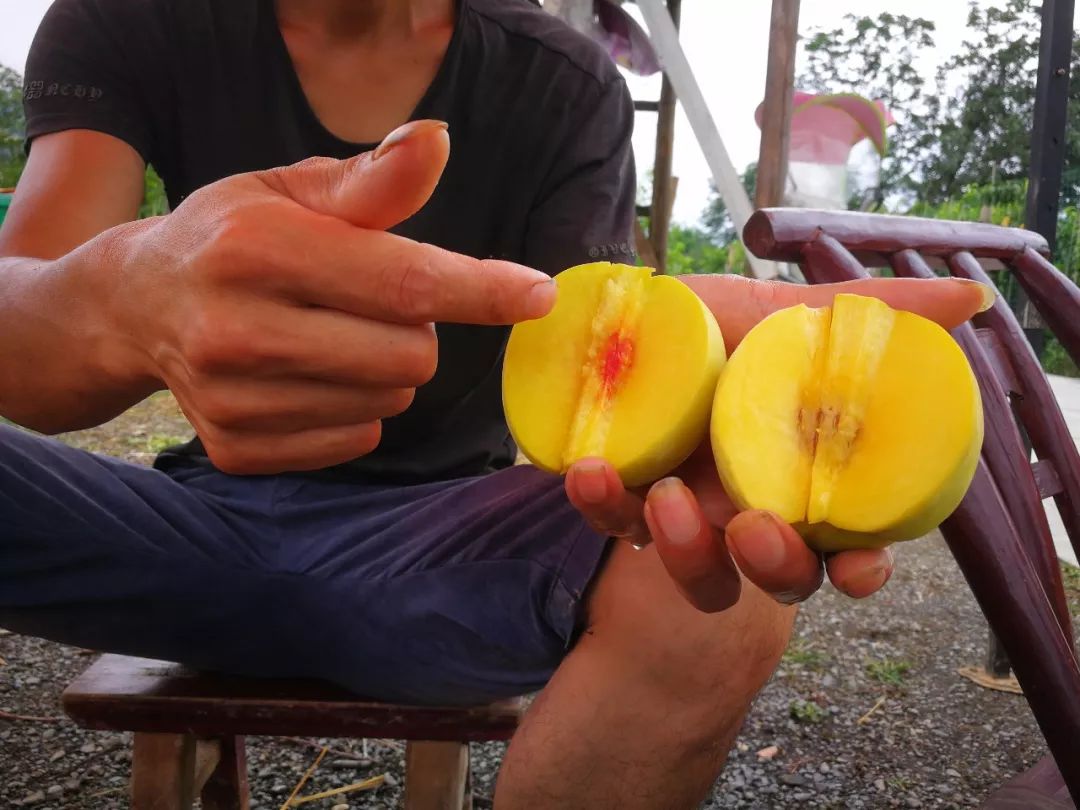 黄桃熟了欢迎朋友们过来品尝采摘,黄桃成熟了欢迎你来品尝采摘