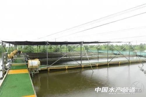 上面养鸡下面养鱼立体循环养殖,跑道养鱼养殖效益