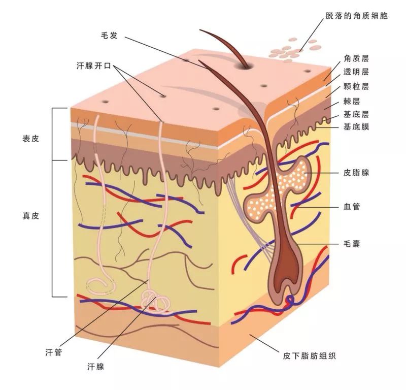 这些护肤的概念骗了你多久,护肤界的十大谎言