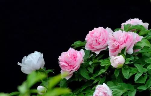 绿话题丨选牡丹为“国花”,你同意吗?