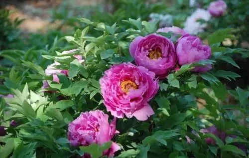 绿话题丨选牡丹为“国花”,你同意吗?