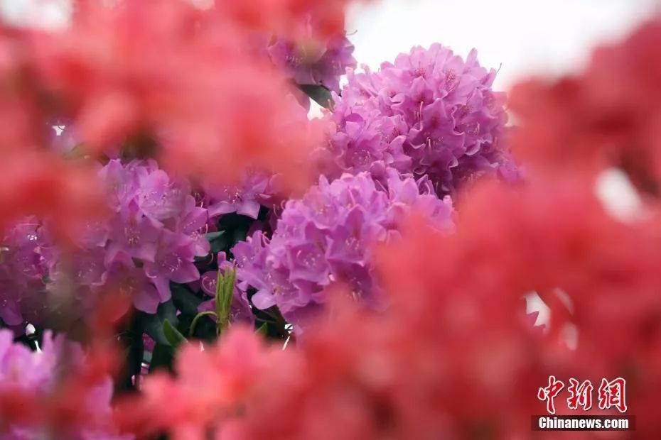 中国官方承认的国花选出来了吗,中国的国花目前选出来了吗