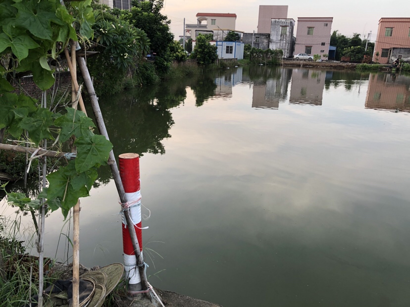 明知是打龟的天气但压不住出钓的心