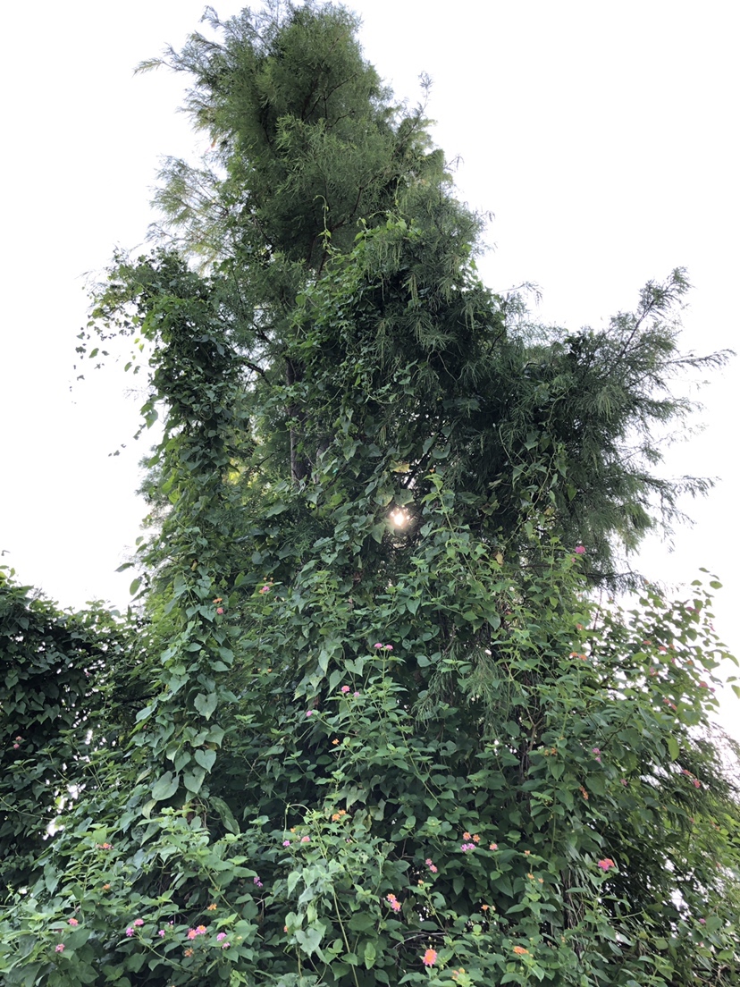 明知是打龟的天气但压不住出钓的心