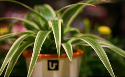 盐水去除甲醛的有效方法,除甲醛放浓盐水是通风还是密封好