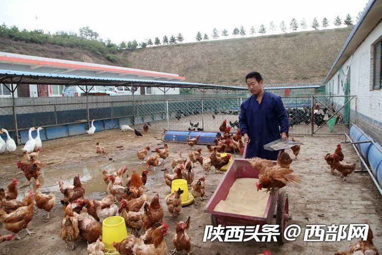 吴堡“鸡司令”刘信信:从贫困户变身致富带头人