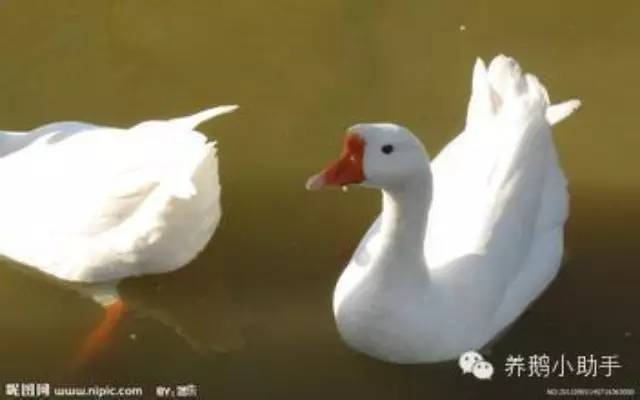 太湖鹅的人工授精技术注意事项