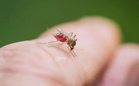 儿童虫咬皮炎科普视频,中医怎么治疗儿童虫咬皮炎