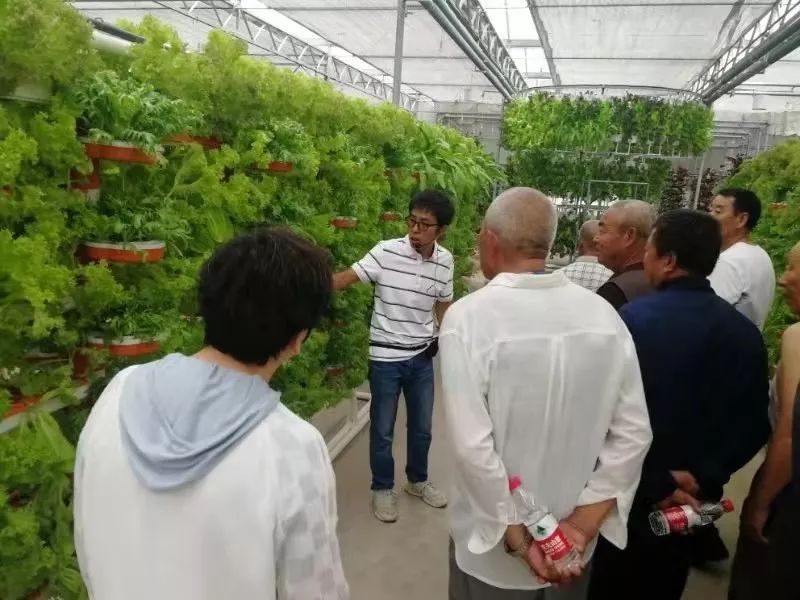 鄂尔多斯智能温室无土栽培,智能温室无土栽培作物有哪些