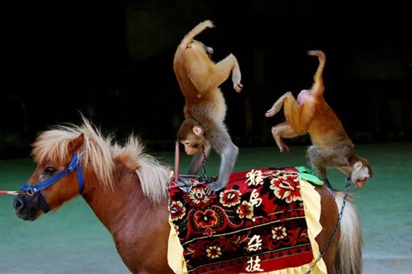 龙虎山门票两天游,龙虎山景点优惠活动有哪些