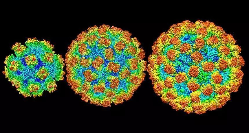 诺如病毒正确消毒方法,北京市诺如病毒高发期