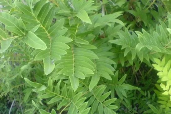 成都市中医院自制药,成都医院自制药排名