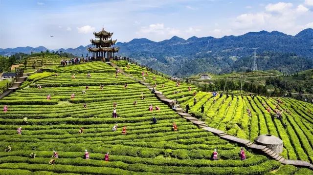 炎陵手工茶麸皂,手工茶皂