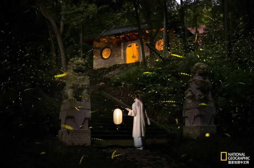 南京古寺看萤火,南京萤火虫在灵谷寺还是明孝陵