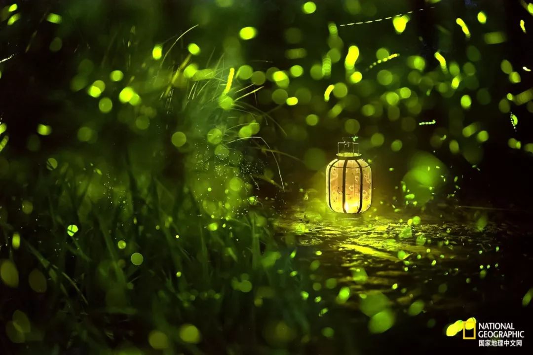 南京古寺看萤火,南京萤火虫在灵谷寺还是明孝陵